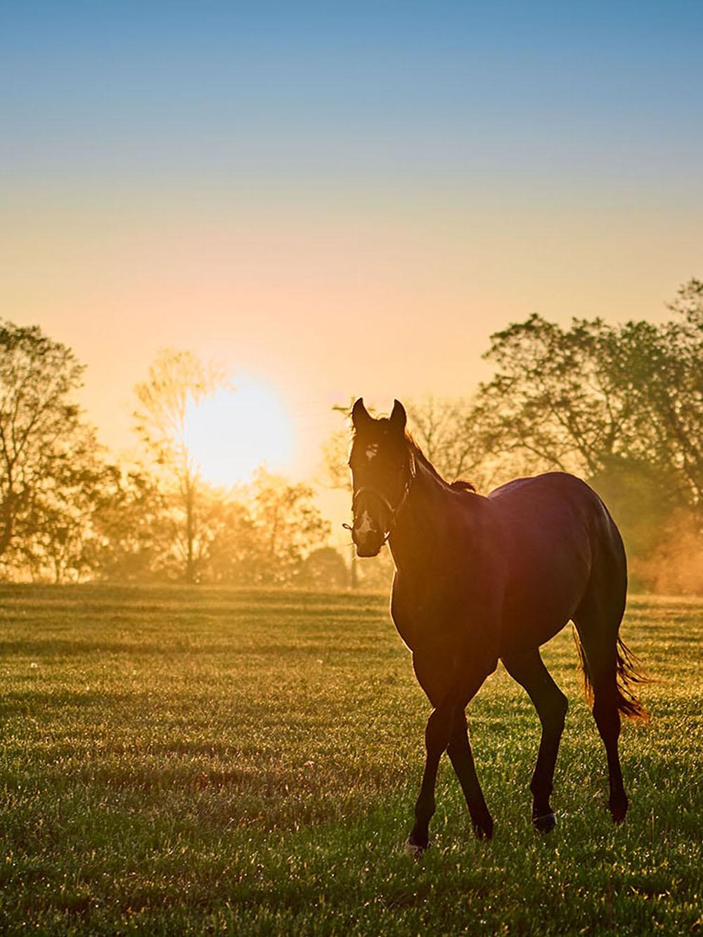 Mare & Foal Mix